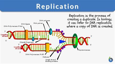 biological replicates definition